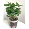 Coffea Arabica Kawa Arabska kubek ceramiczny mix